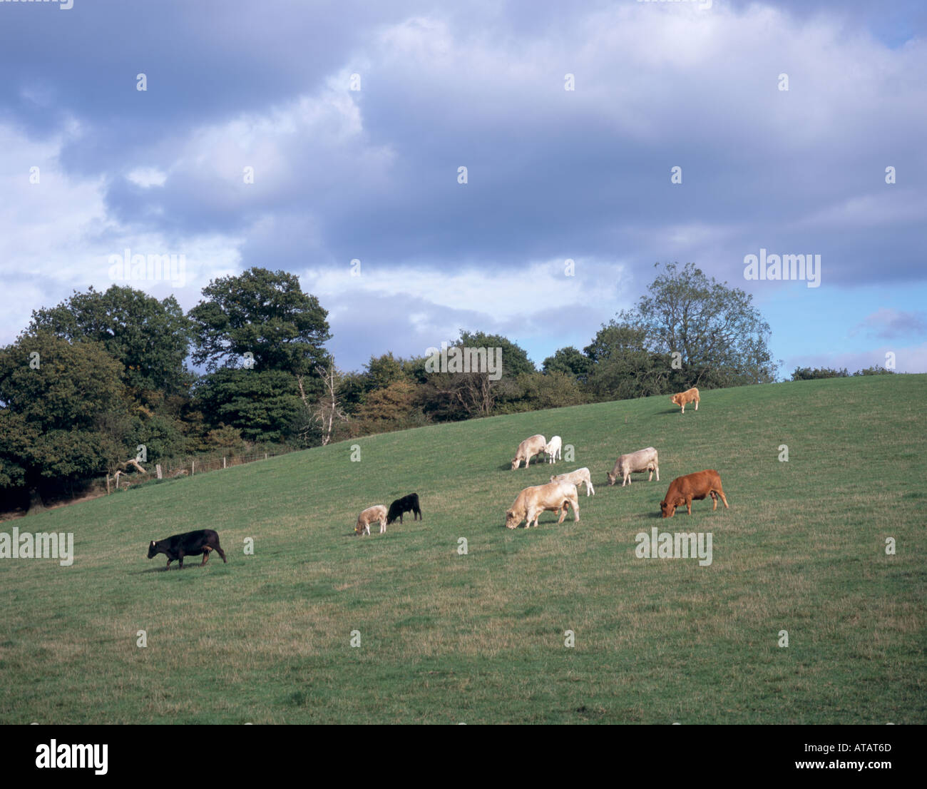 Herd of cattle on a steep hill, Kent, England, UK Stock Photo