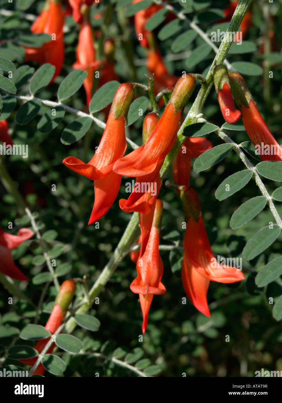 Cancer bush (Sutherlandia frutescens) Stock Photo