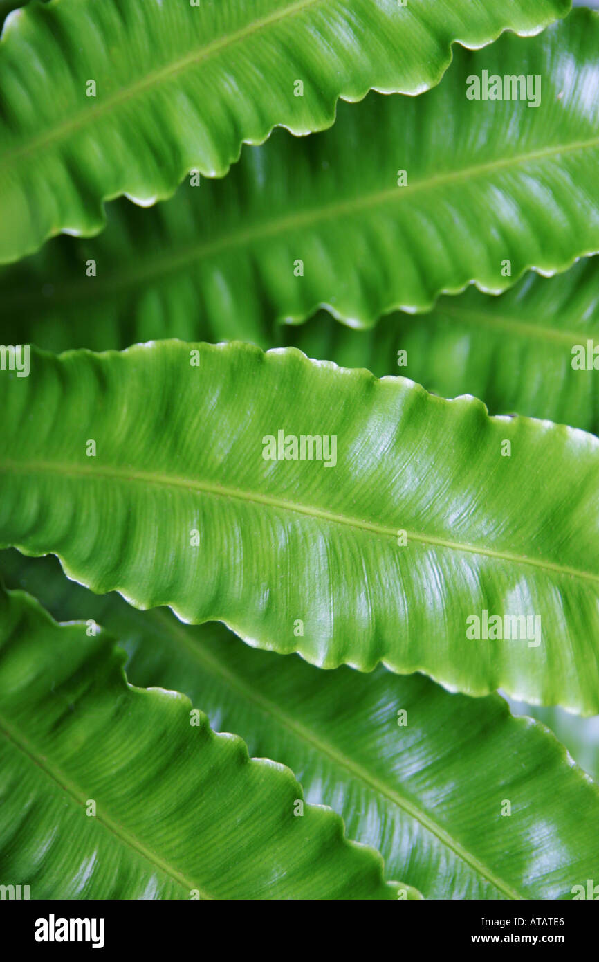 Leaves foliage background hi-res stock photography and images - Alamy