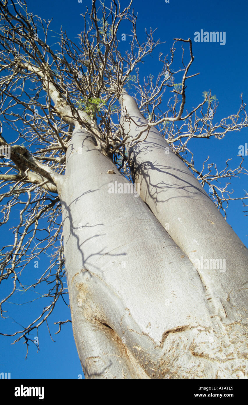 Baobab tree in spiny desert of southern Madagascar Stock Photo Alamy
