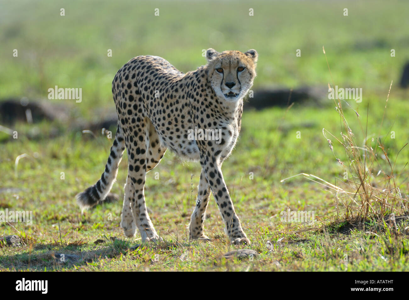 Cheetahs,a walking Cheetah, Masai Mara, Kenya Stock Photo