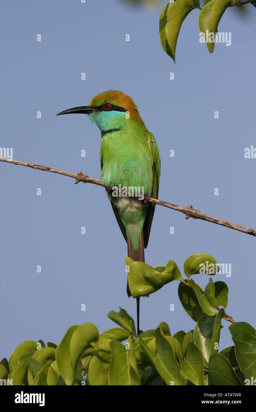 Little Green Bee eater Sri Lanka Stock Photo - Alamy