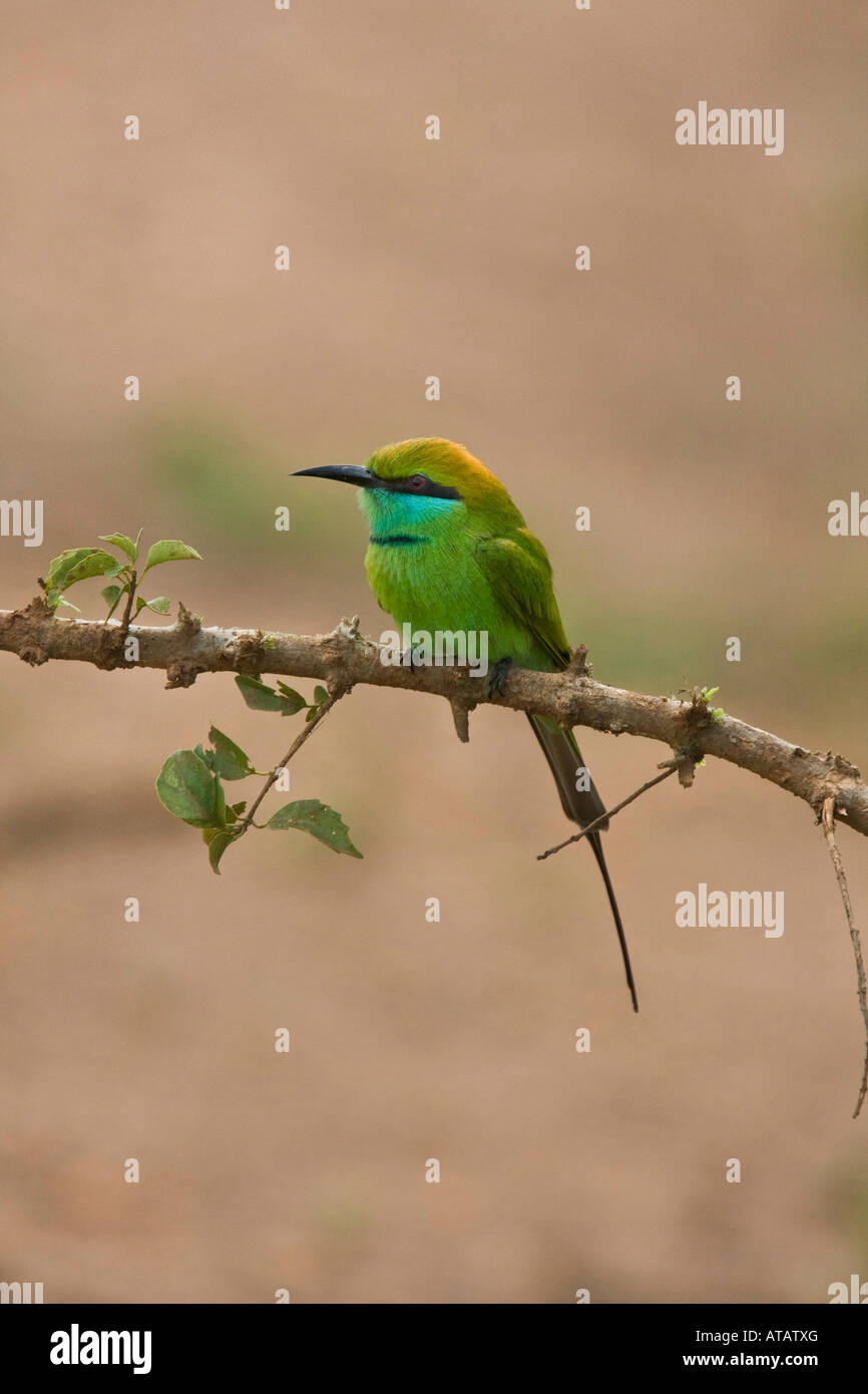 Little Green Bee eater Sri Lanka Stock Photo - Alamy