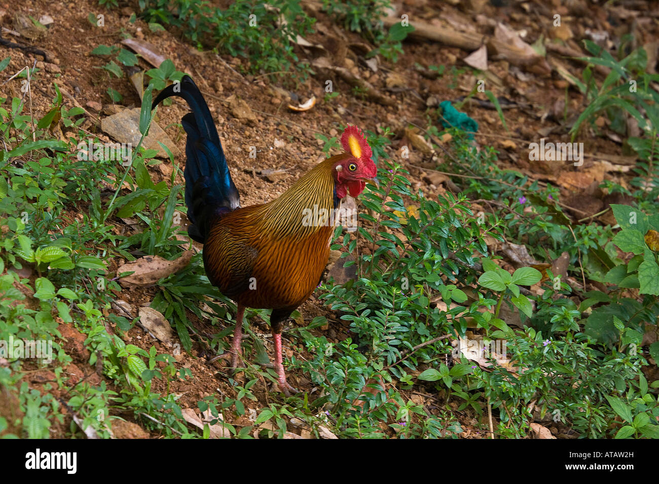 Male Ceylon Jungle Fowl related to the domestic hen Sri Lanka Stock Photo Alamy