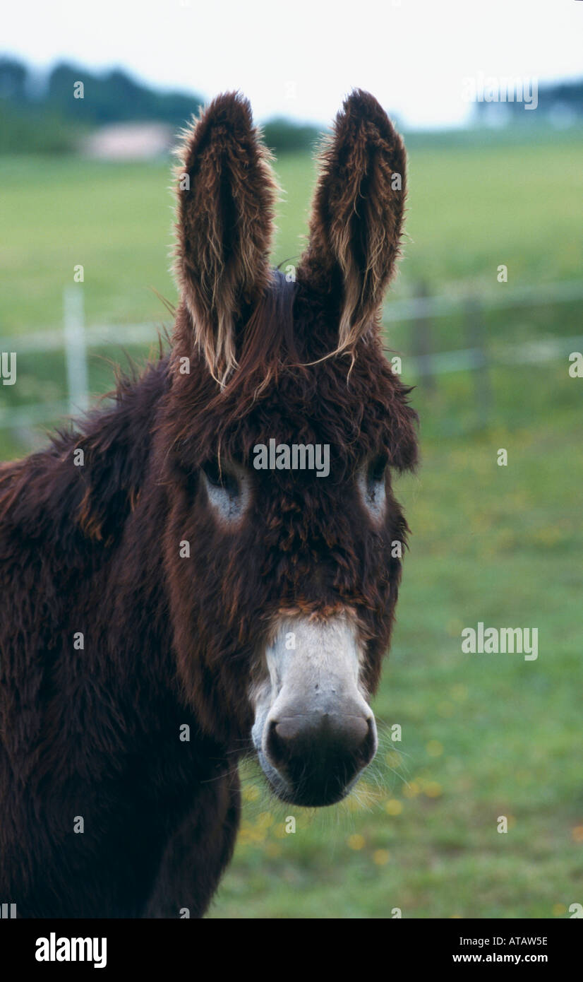 Poitou Esel donkey Stock Photo