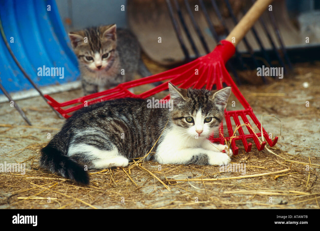 cats on a farm Stock Photo