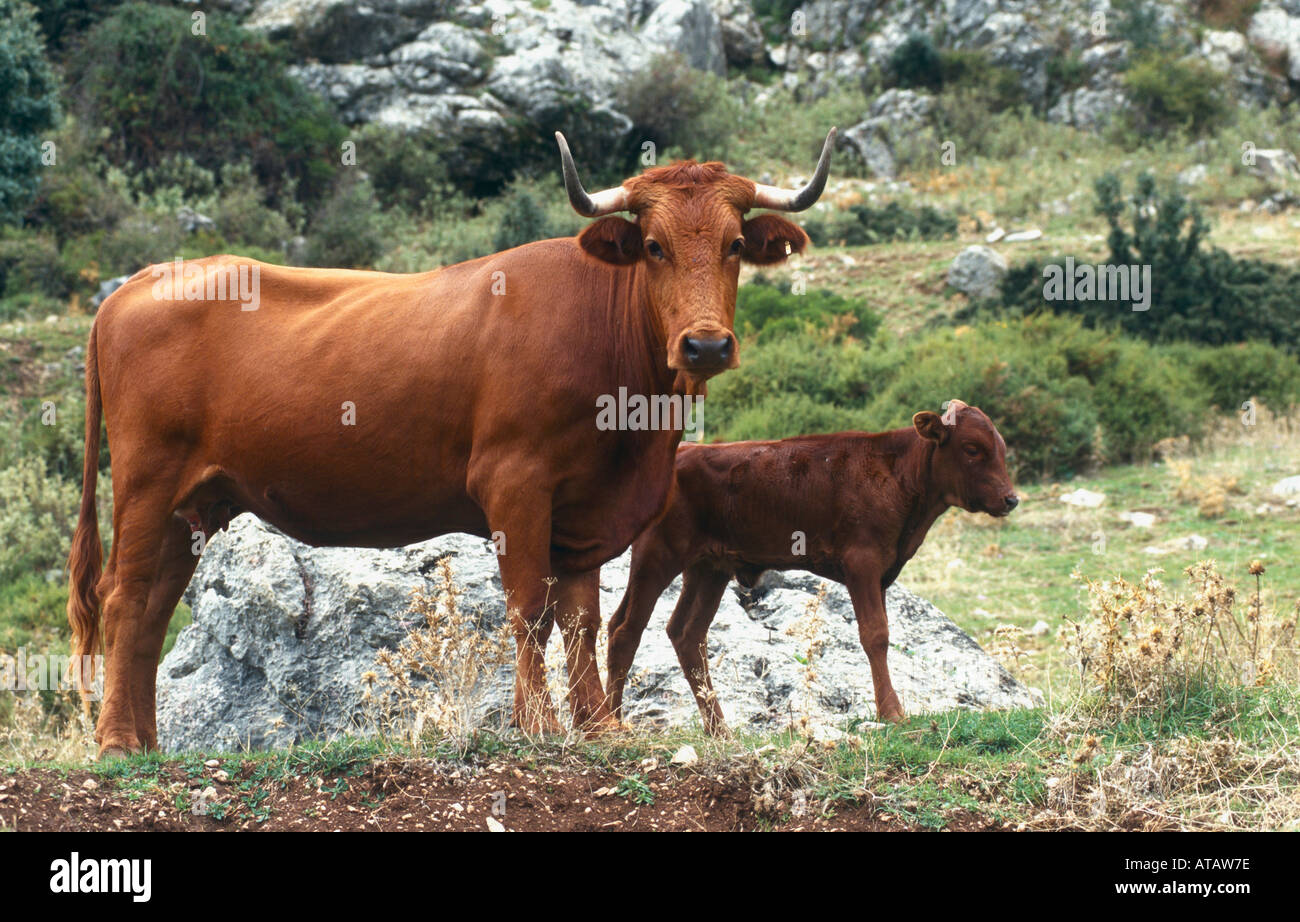 Spanische Kuh und Kalb Spanish cattle and calf Stock Photo
