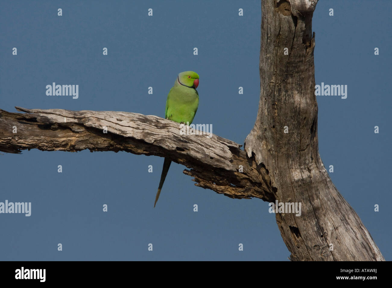 Rose ringed Parakeet Sri Lanka Stock Photo