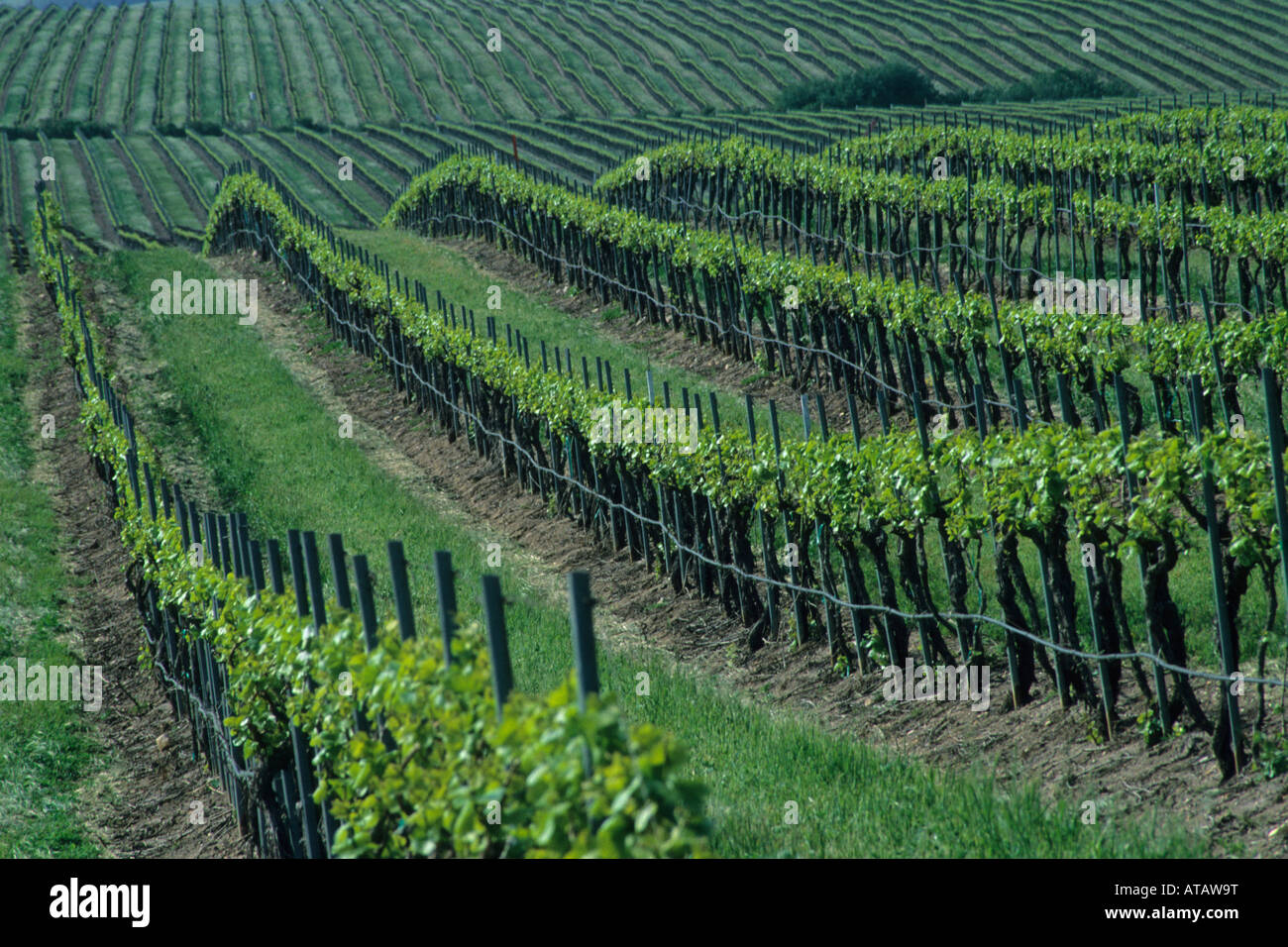 Grape vines in spring at Cambria Winery Santa Maria Valley Santa Maria Santa Barbara County California Stock Photo