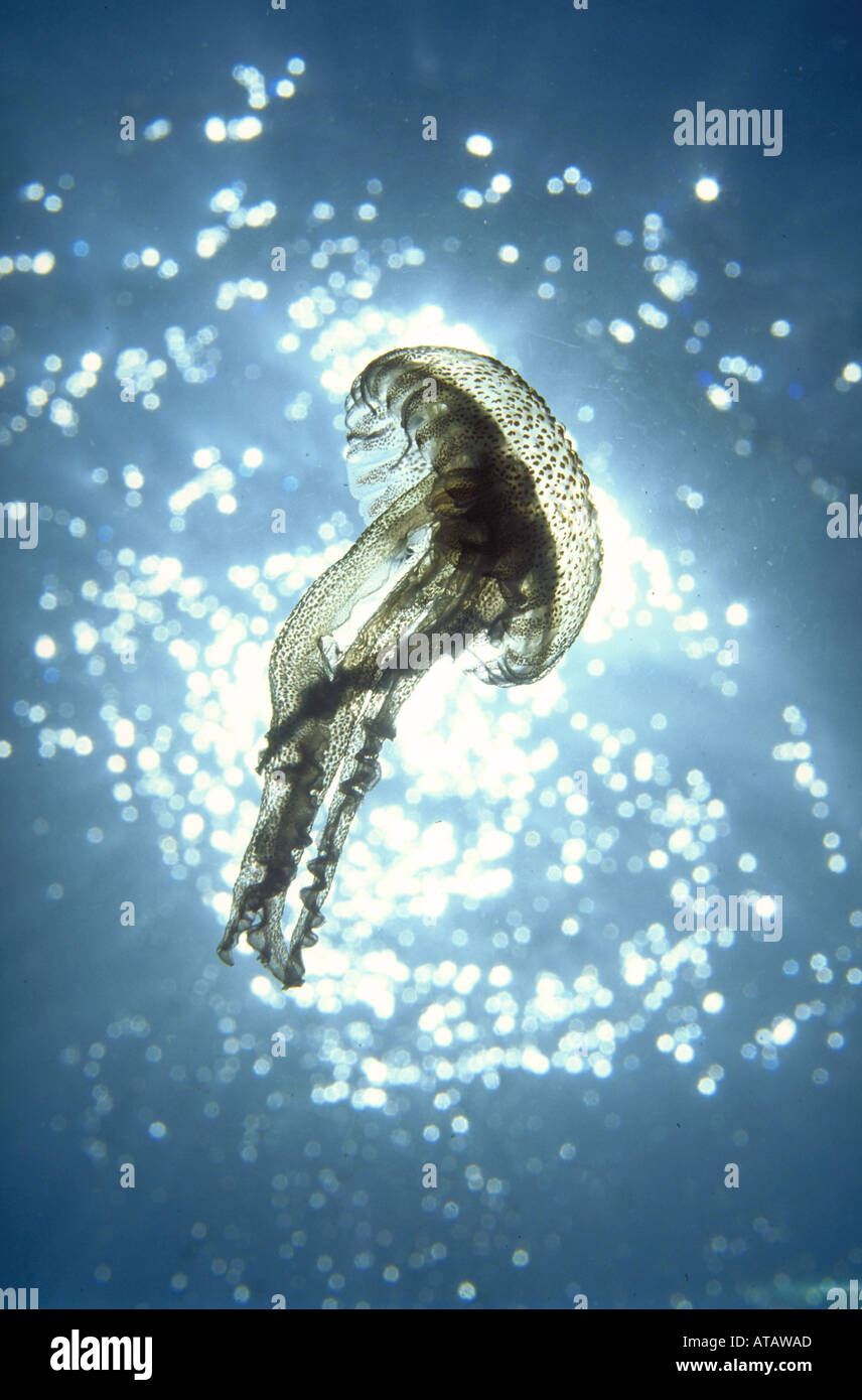 Feuerqualle Jellyfish hair jelly [Cyanea capillata] spain Stock Photo