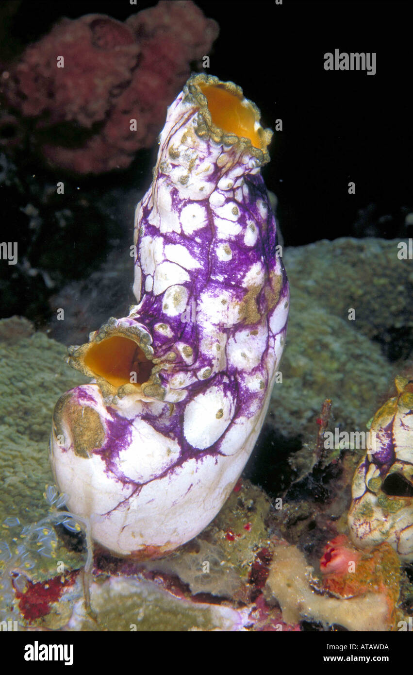 seescheide tunikat tunikate Indonesien Sulawesi Wakatobi Island im  Tukangbesi Atoll Stock Photo - Alamy