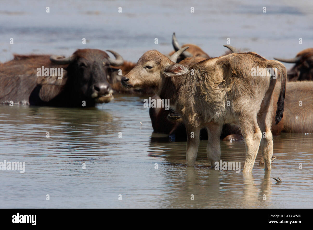 Water Buffalo's Sri Lanka Stock Photo