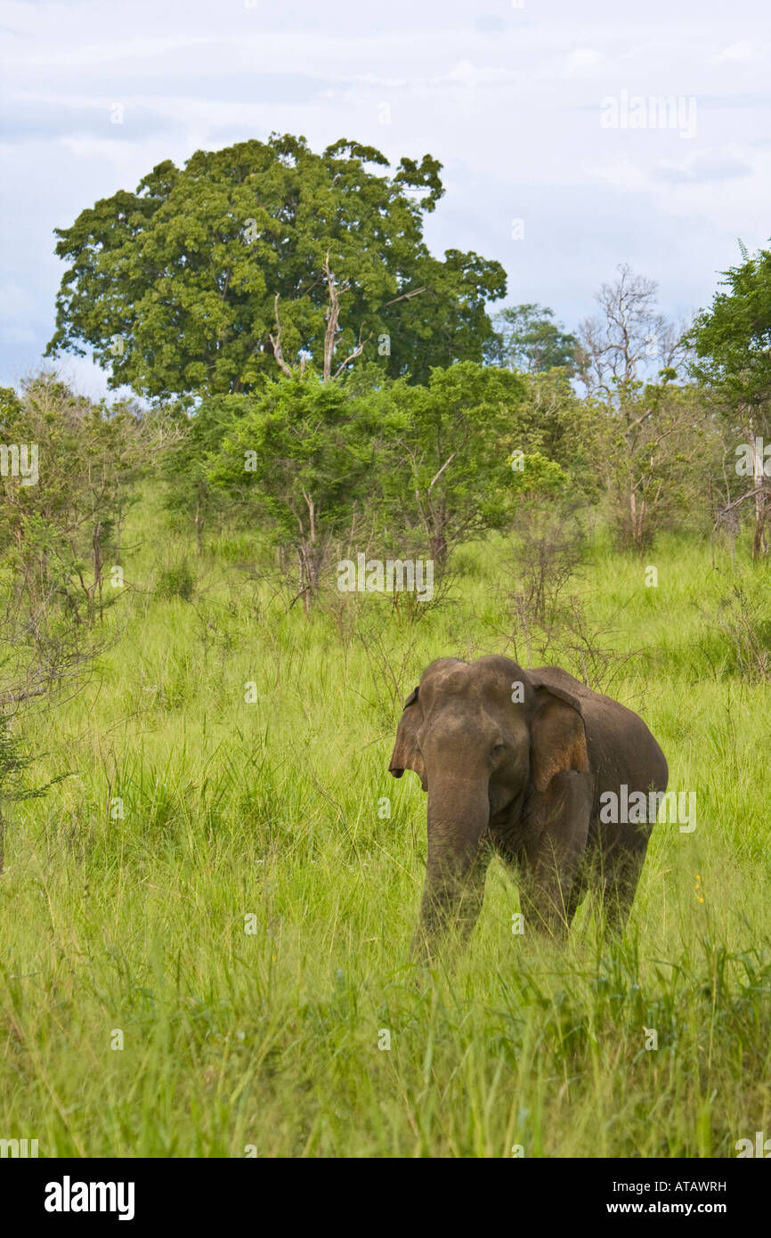 Asiatic Elephant in Udawalawe National Park Stock Photo