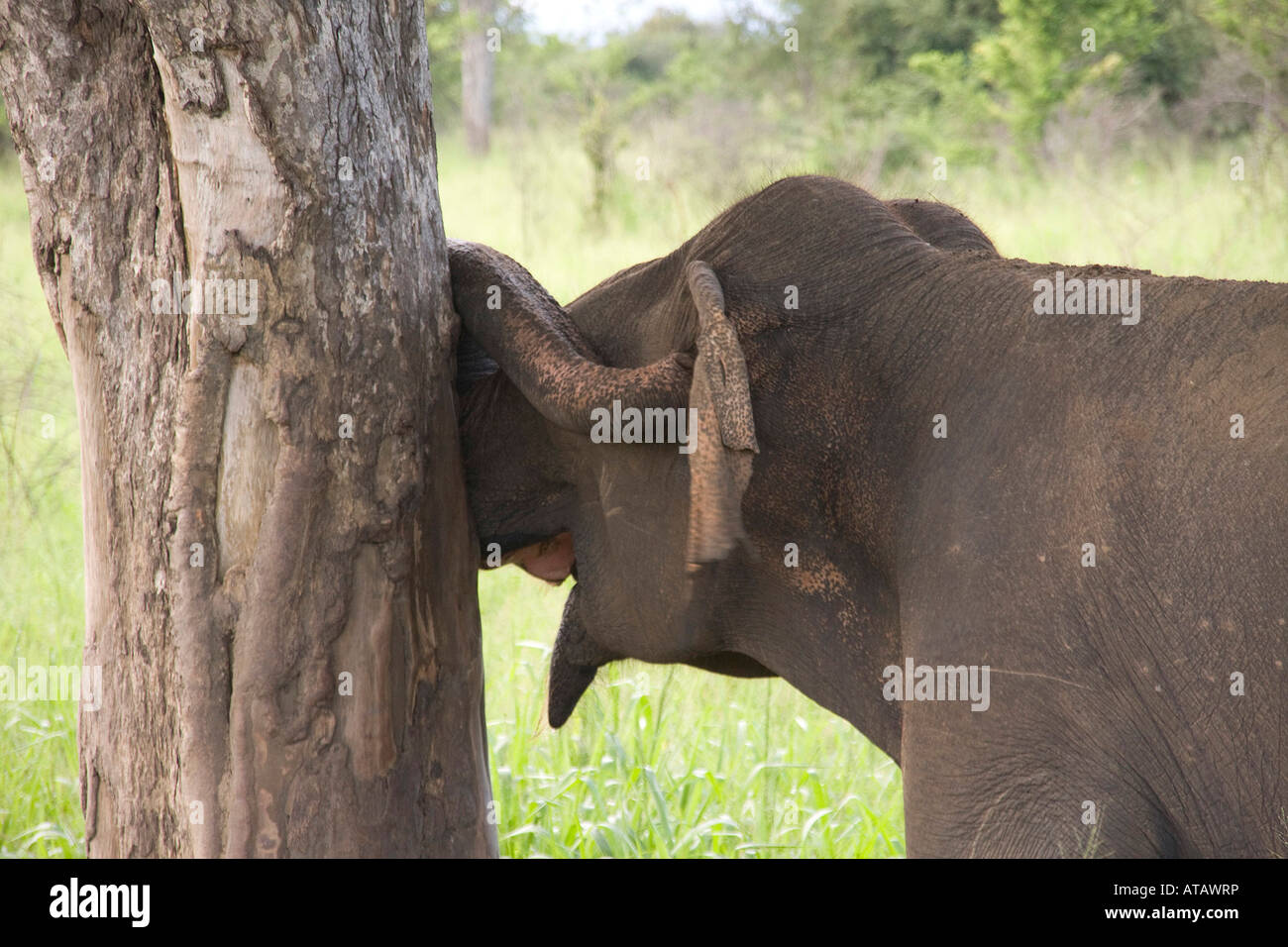 Asiatic elephant rubbing against tree Stock Photo