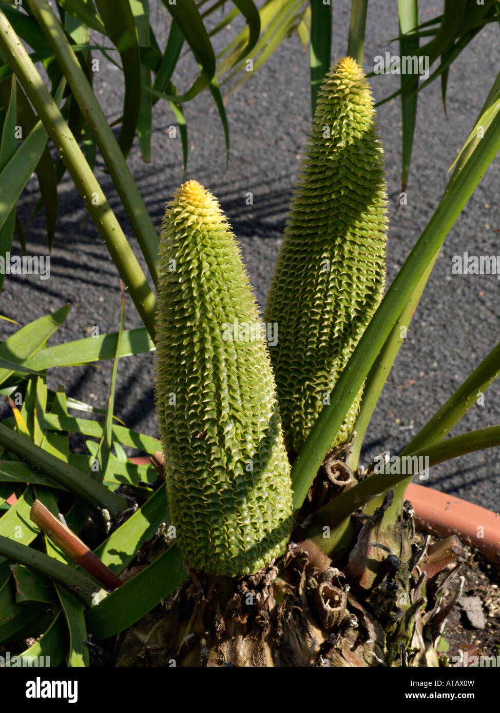 Fern palm (Ceratozamia mexicana) Stock Photo