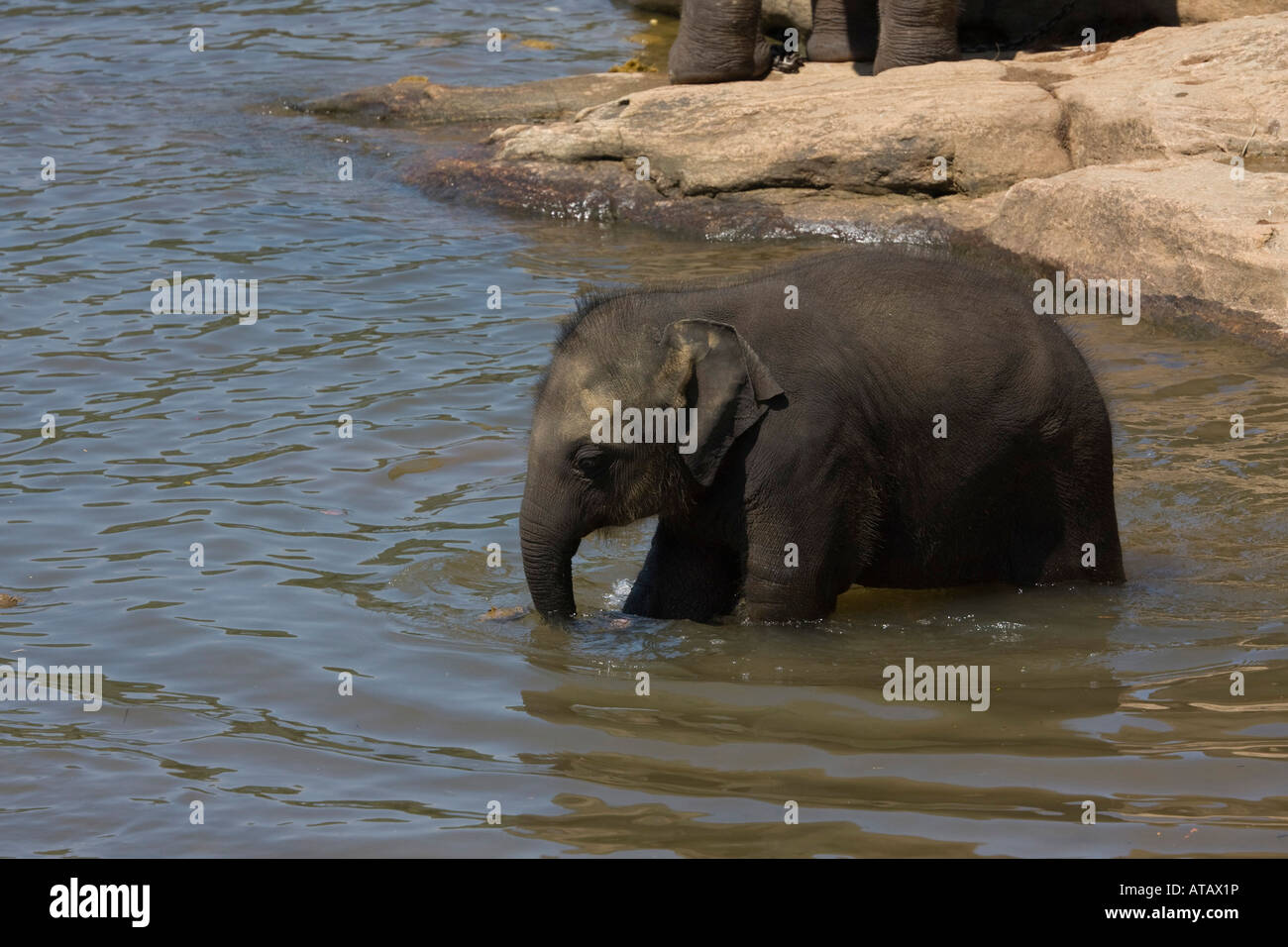 3 Week Old Baby Asiatic Elephant Staning In Water Sri Lanka Stock Photo 3 week old baby asiatic elephant staning in water sri lanka stock photo