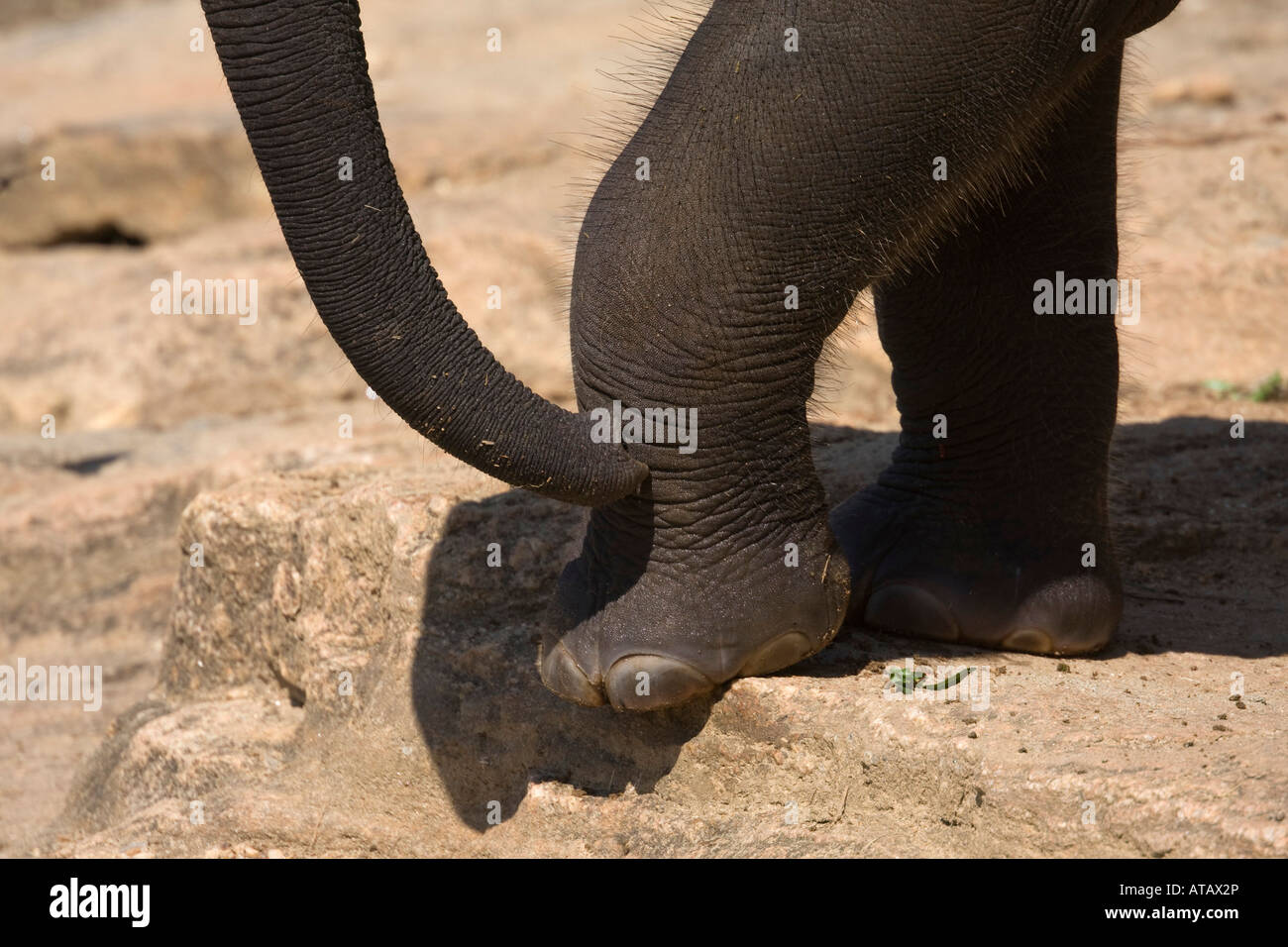 trunk foot and toes of a young asiatic elephant Stock Photo