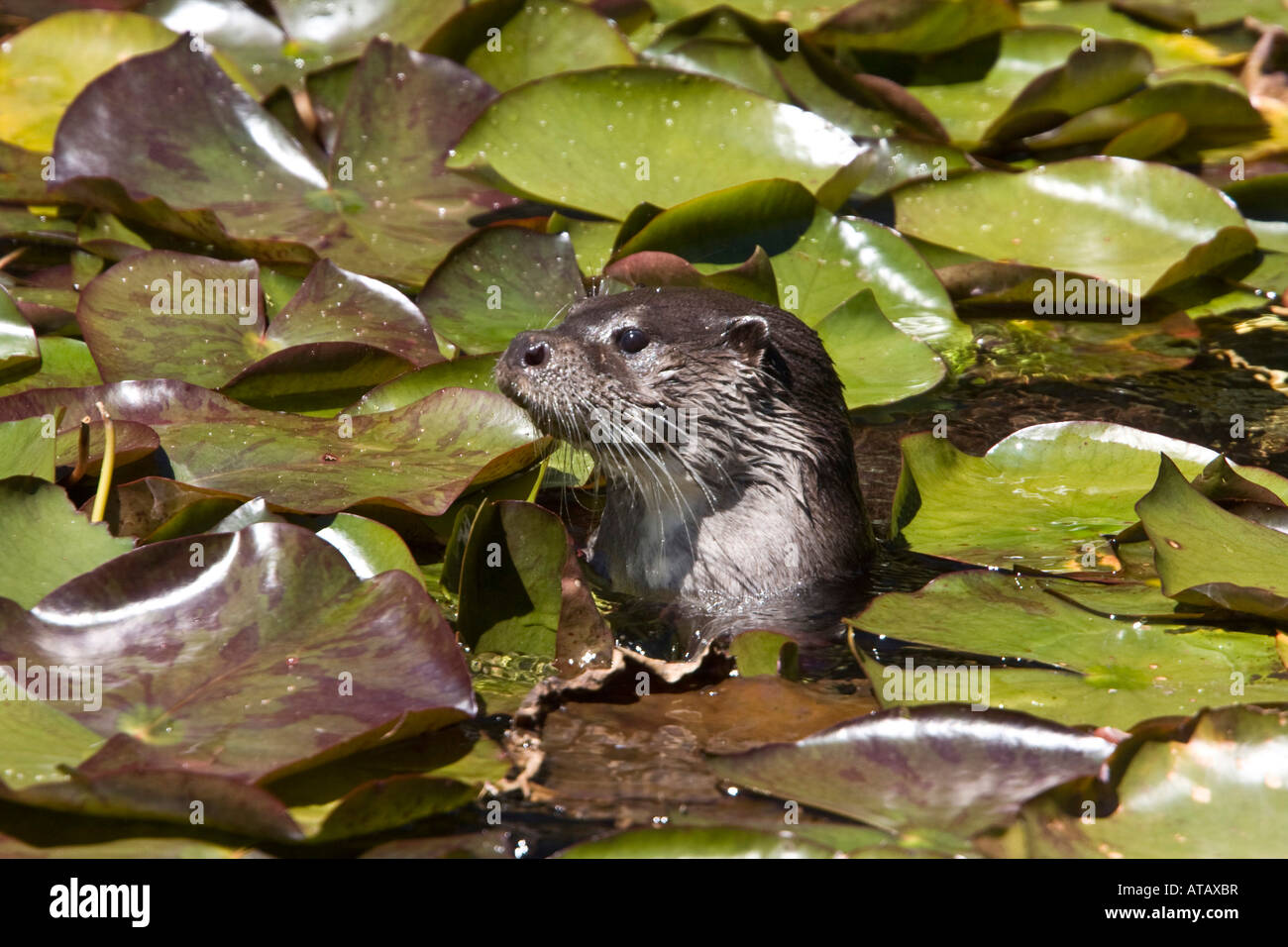 Common otter in lilly leaves horton plains national park sri lanka