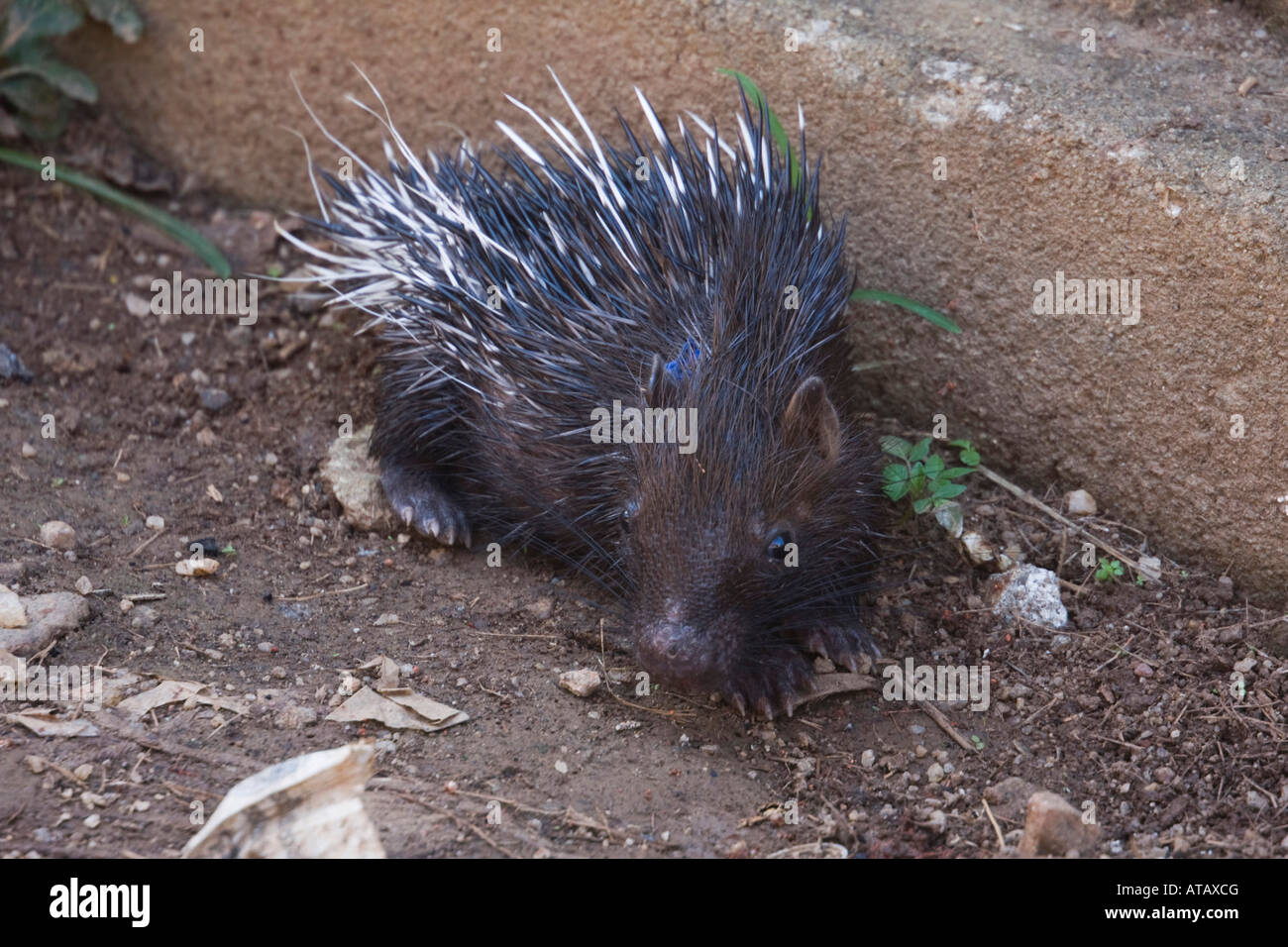CollectA Indian Porcupine Figure - Hand Painted Wildlife Animal Toy Model