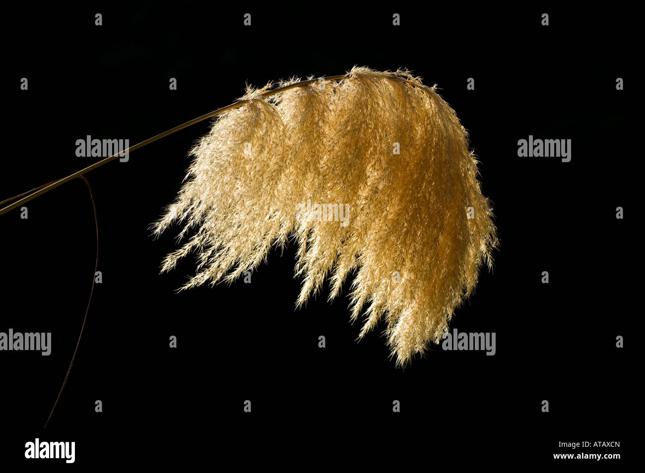 A toi toi (native New Zealand grass) backlit by the sun Stock Photo