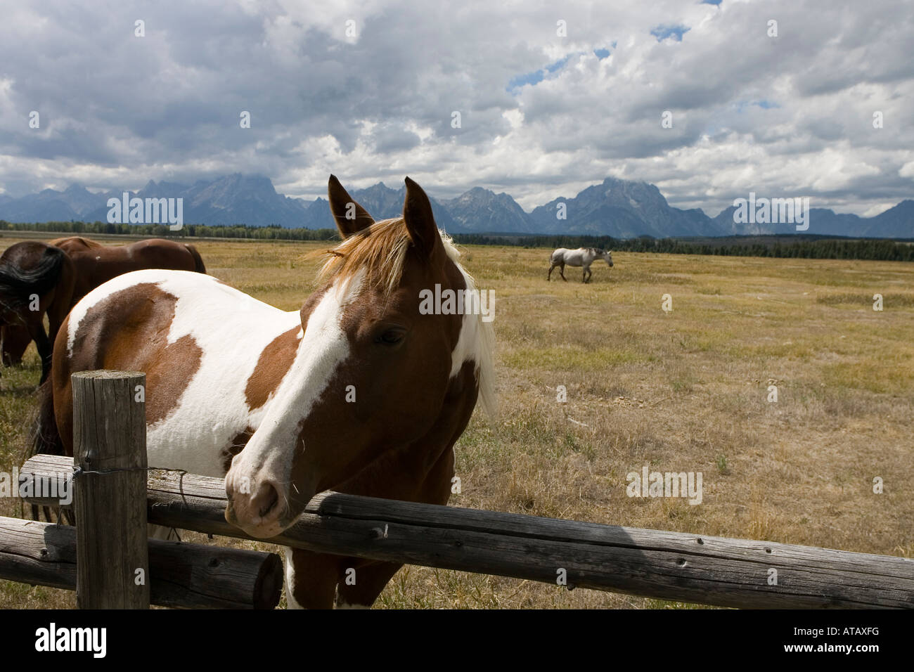 Horses graze in Grand Teton National Park, Wyoming, United States of America Stock Photo