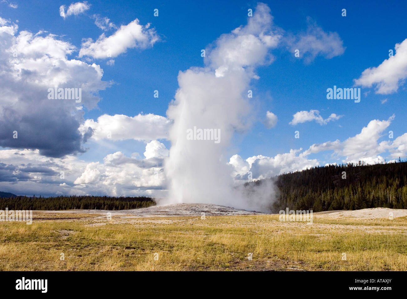 Eruption of Old Faithful Geyser Yellowstone National Park Wyoming Stock ...