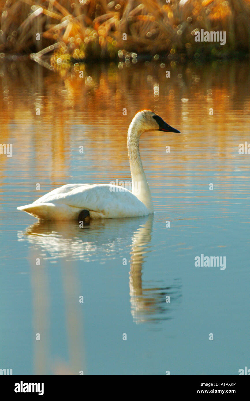 Trumpeter Swan, National Elk Refuge, Wyoming Stock Photo