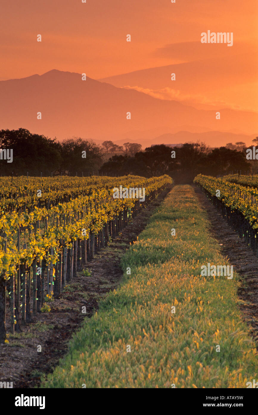 Sunrise over vineyard in spring along Refugio Road near Santa Ynez Santa Barbara County California Stock Photo
