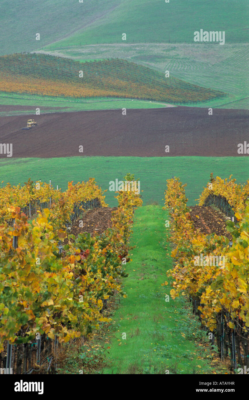 Hills and Vineyards in fall Cambria Winery near Santa Maria Santa Barbara County California Stock Photo