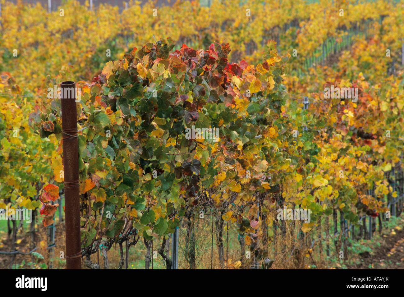 Vineyards in fall Cambria Winery near Santa Maria Santa Barbara County California Stock Photo