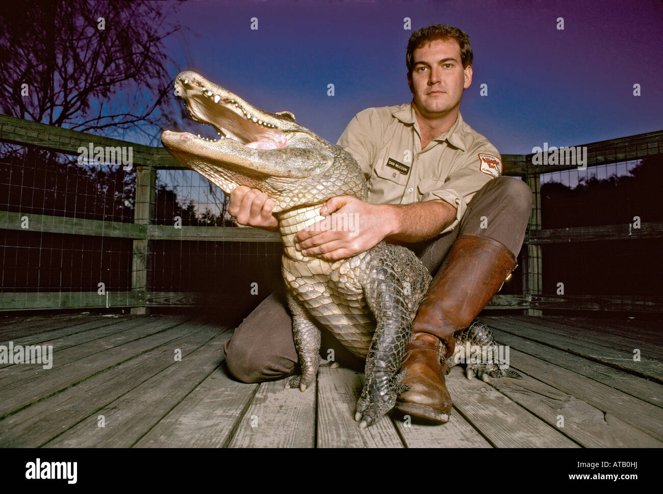 Animal handler holding alligator at the St Augustine Alligator farm in