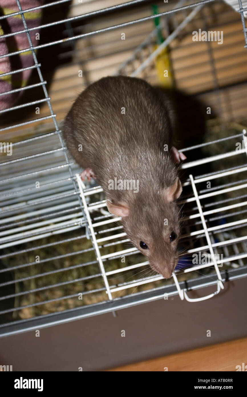 rat Stock Photo