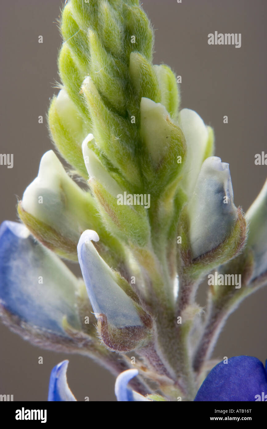 Close up photo of the Texas state flower the Bluebonnet Lupinus texensis Stock Photo