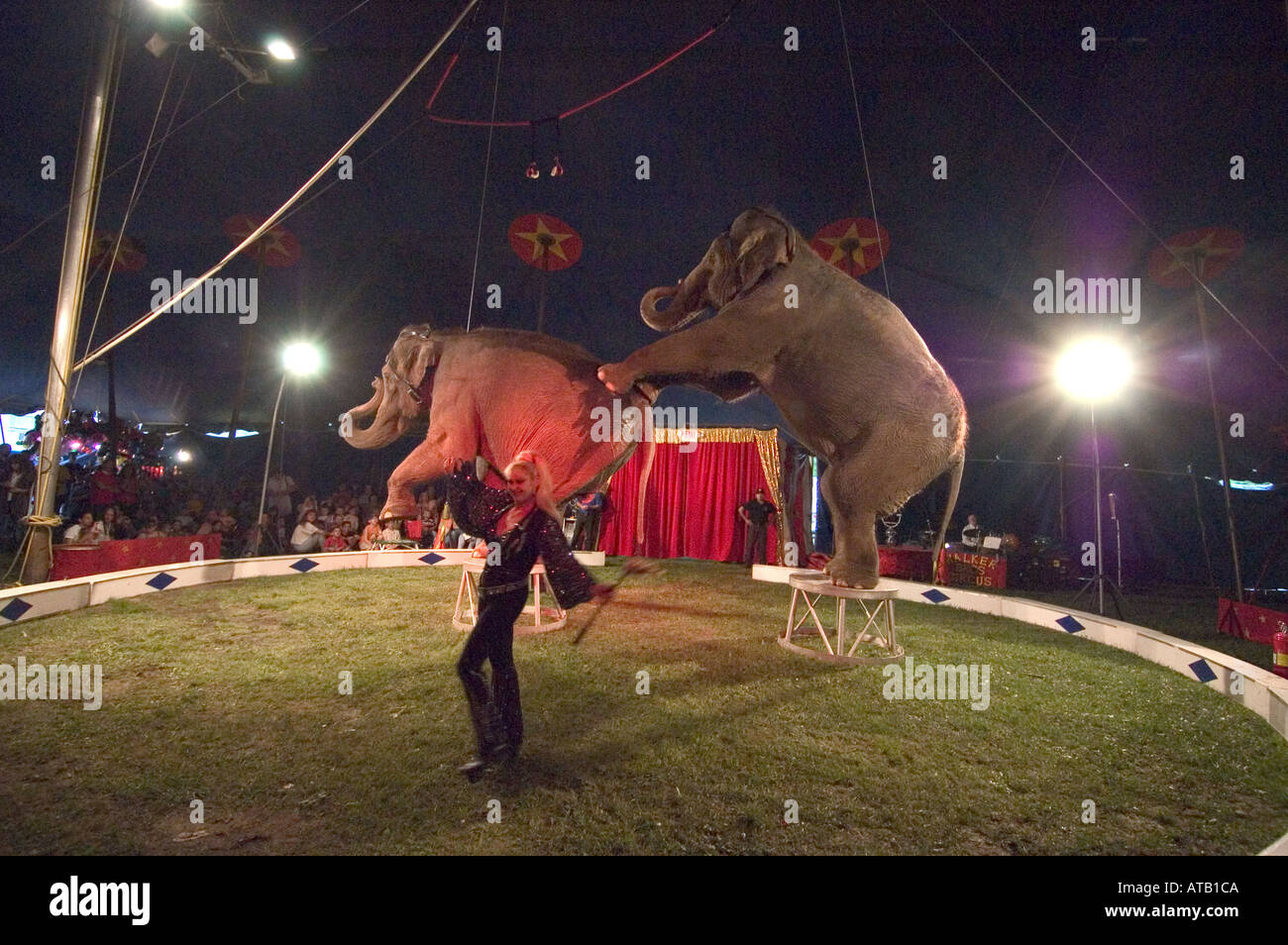Trained elephants act Walker Brothers Circus Stock Photo Alamy