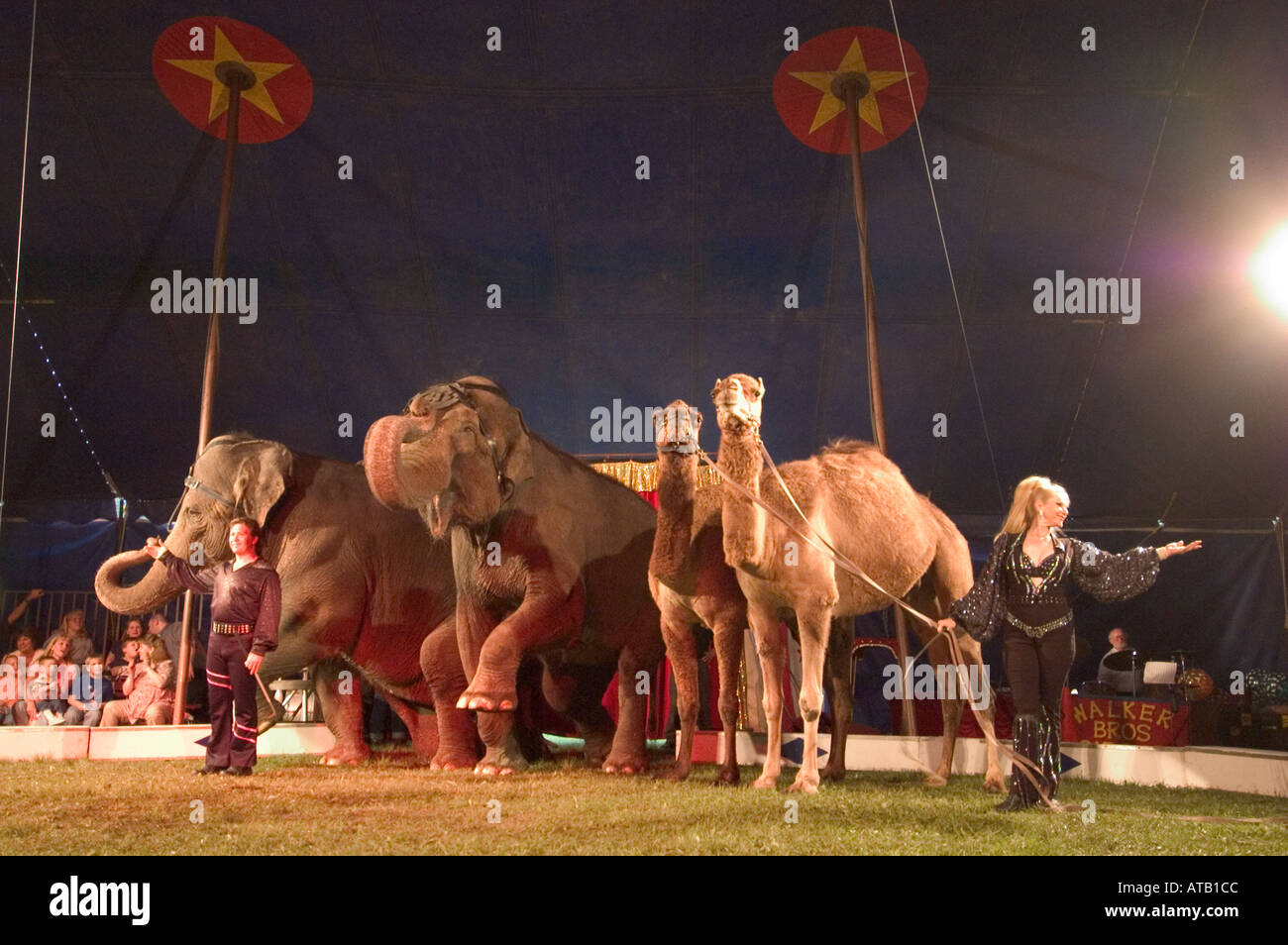 Trained elephants and camels act Walker Brothers Circus Stock Photo Alamy