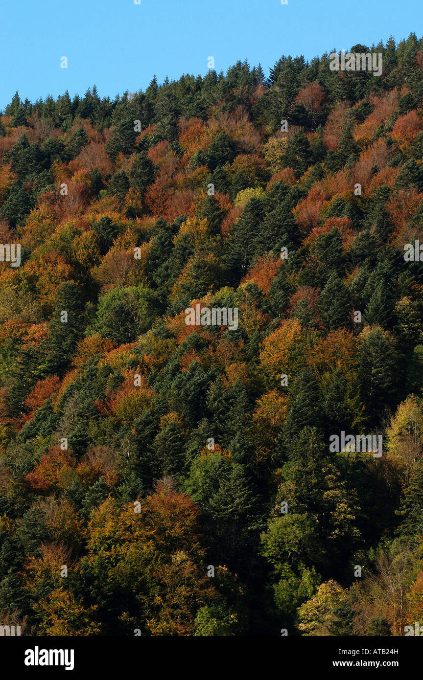 Aerial view of a forest in autumn colours Stock Photo - Alamy