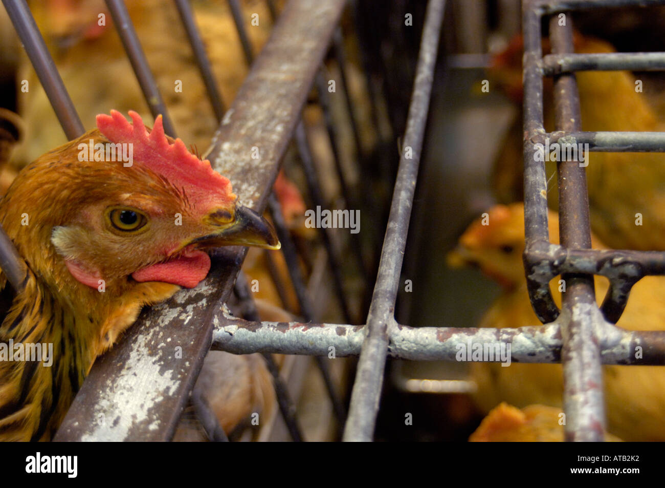 Depressed chicken in a cage at a Hong Kong market China Stock Photo Alamy