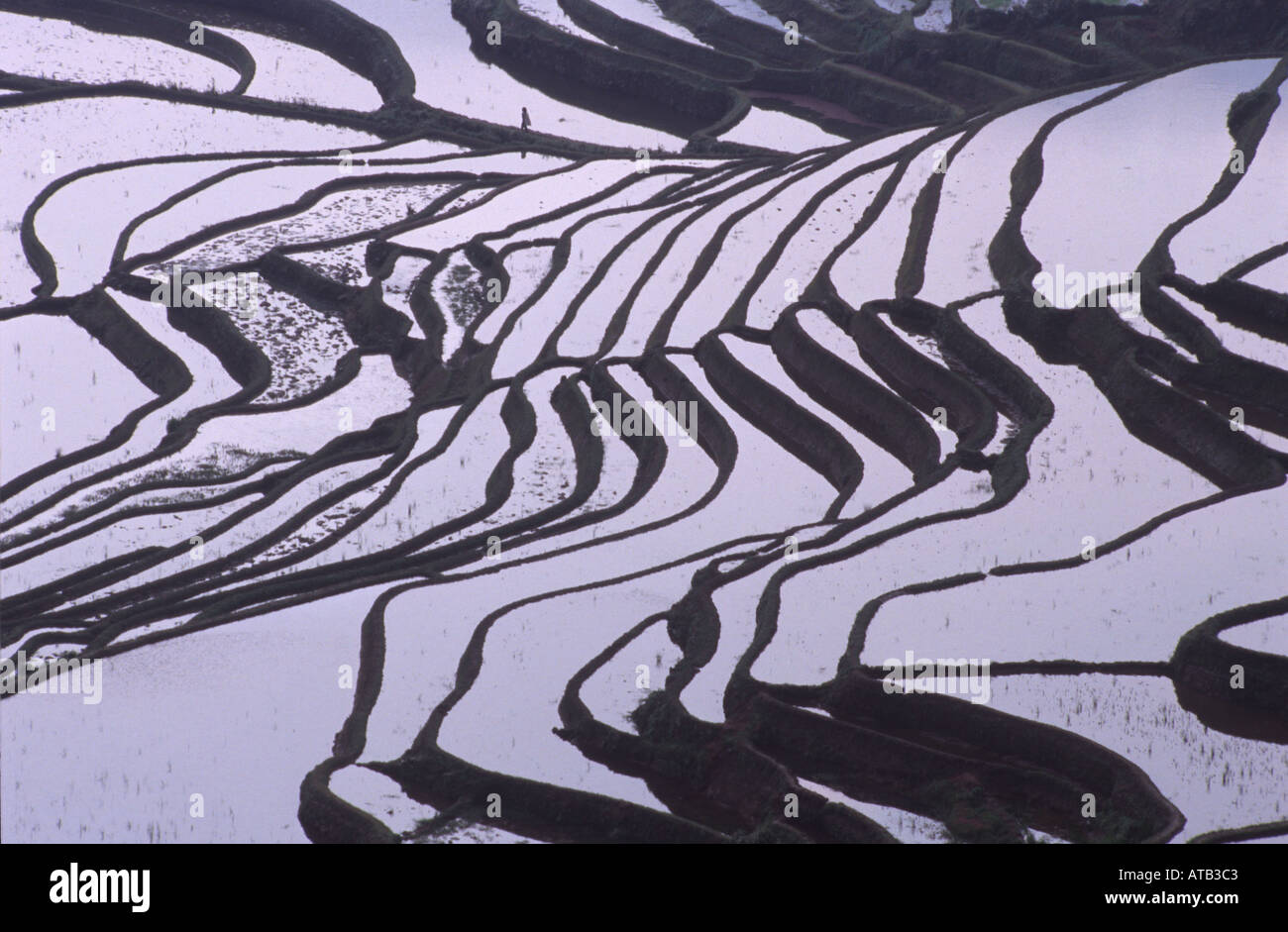 Rice terraces Yunnan China Stock Photo
