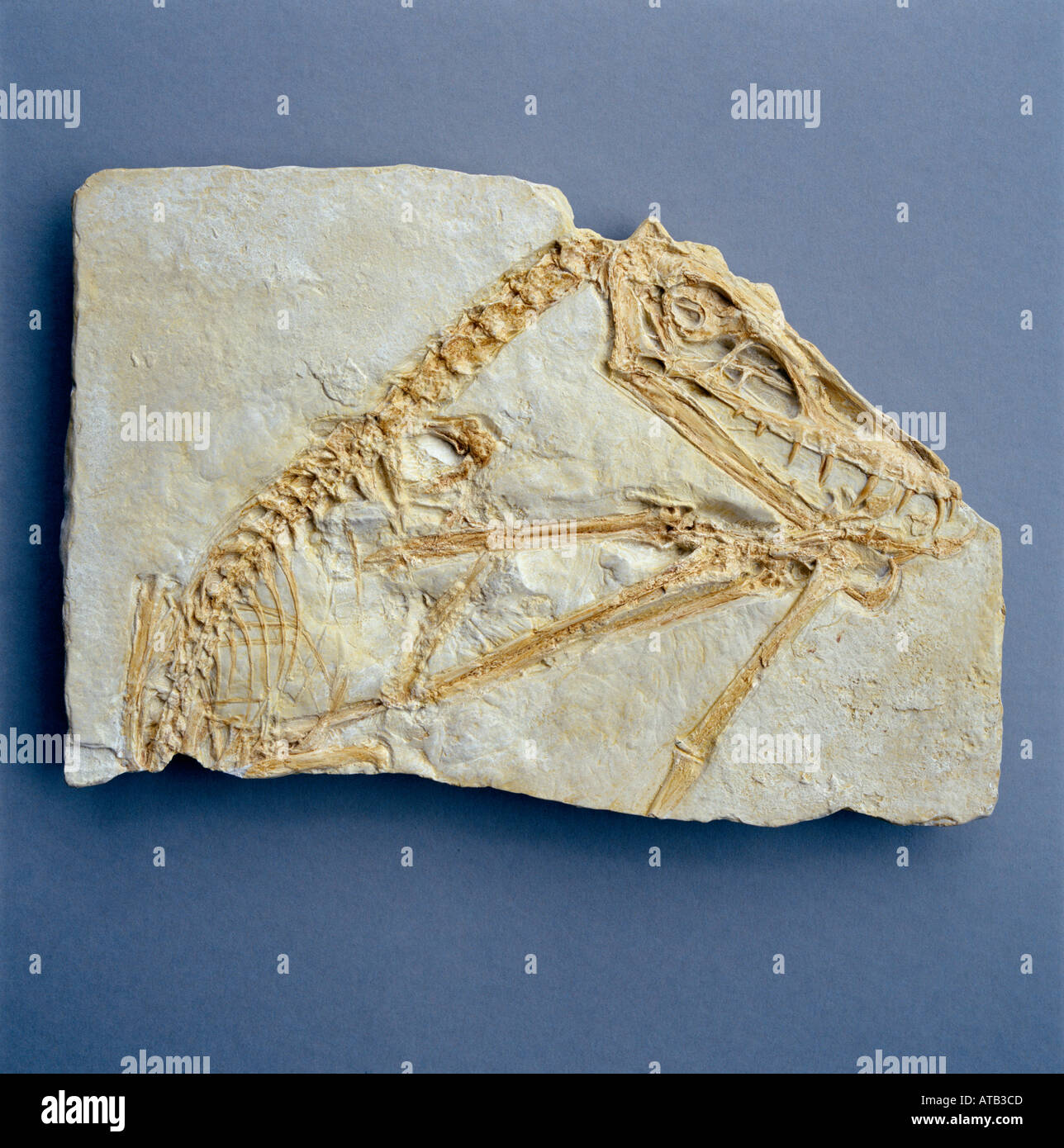 Scaphognathus crassirostris pterosaur fossil Stock Photo