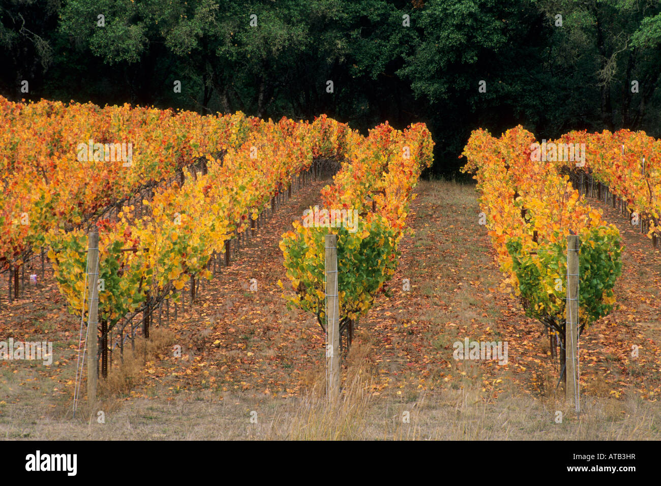 Vineyards in fall near Philo Anderson Valley Mendocino County California Stock Photo