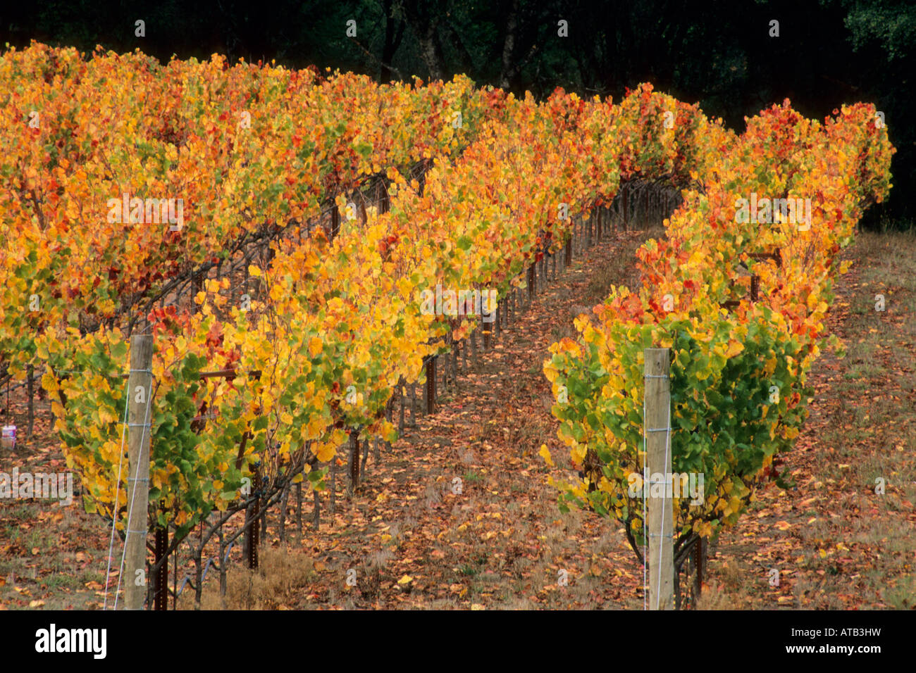 Vineyards in fall near Philo Anderson Valley Mendocino County California Stock Photo