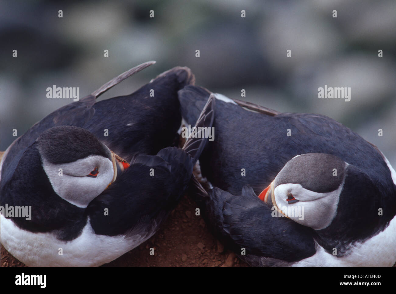 Atlantic puffins sleeping bills tucked under wings Stock Photo