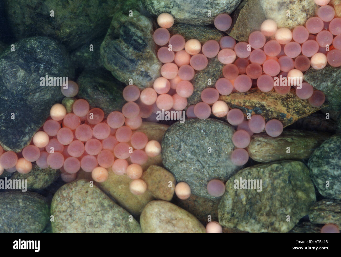 Sockeye salmon eggs Stock Photo - Alamy