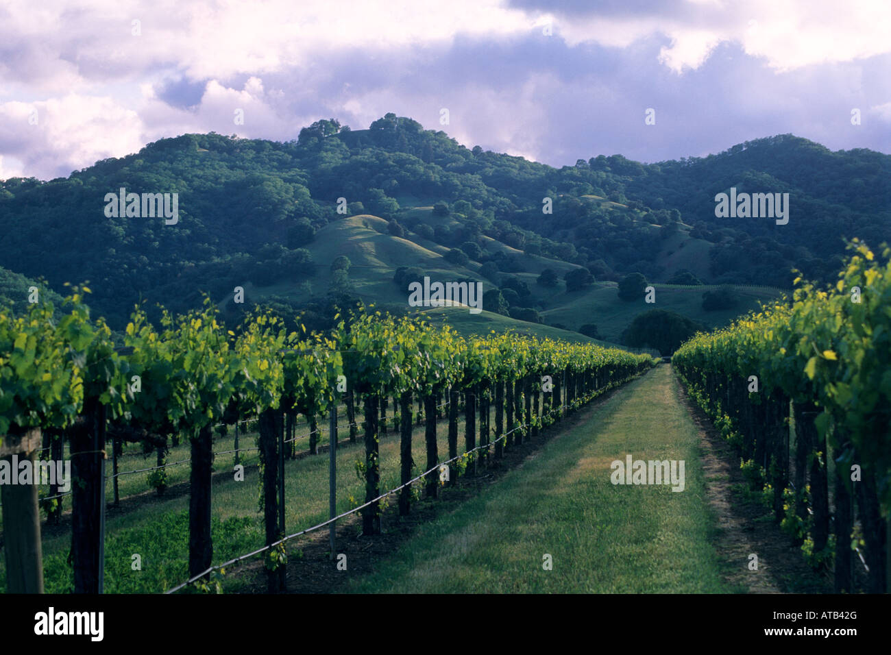 Sunset over hills and vineyard in spring near Hopland Mendocino County California Stock Photo