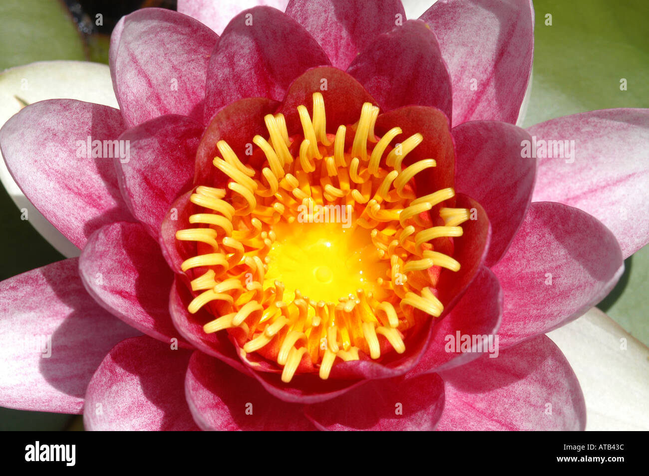 Water lily flower Stock Photo Alamy