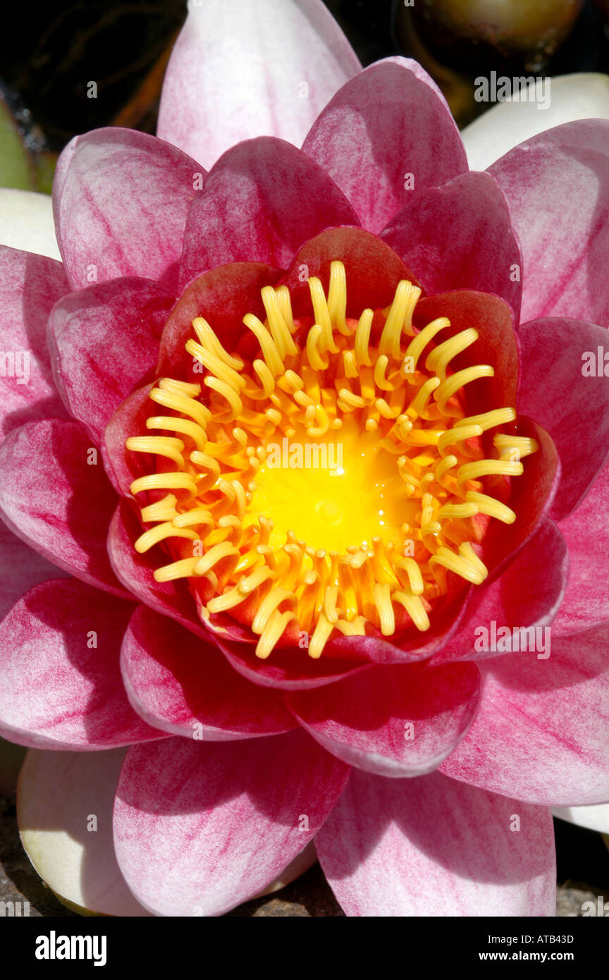 Water lily flower Stock Photo Alamy