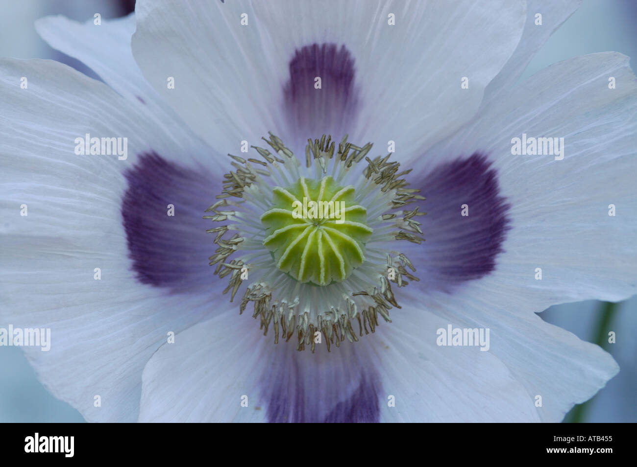 Floral parts opium poppy Stock Photo