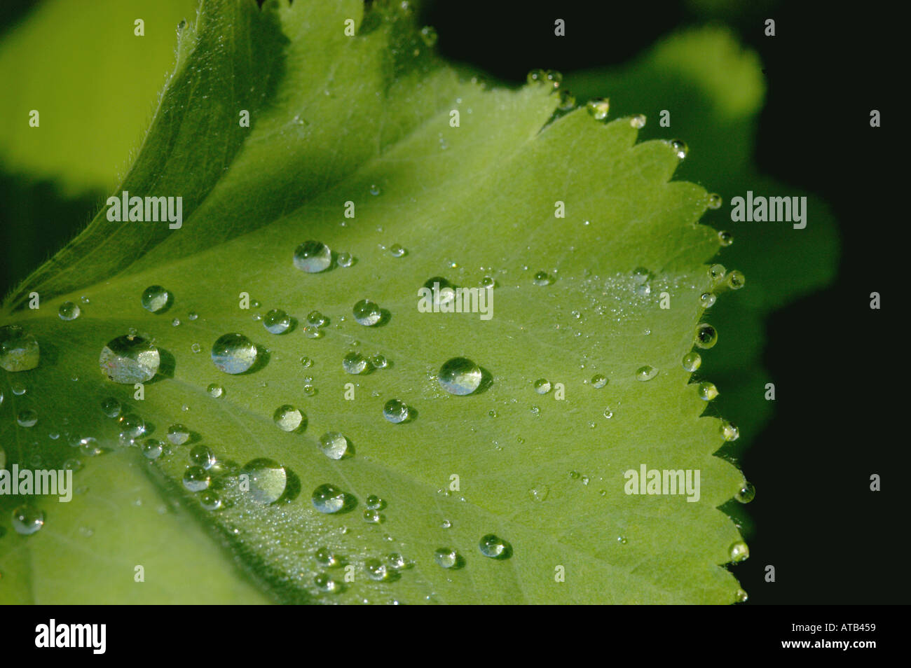 Water drops on ladys mantle leaf Stock Photo