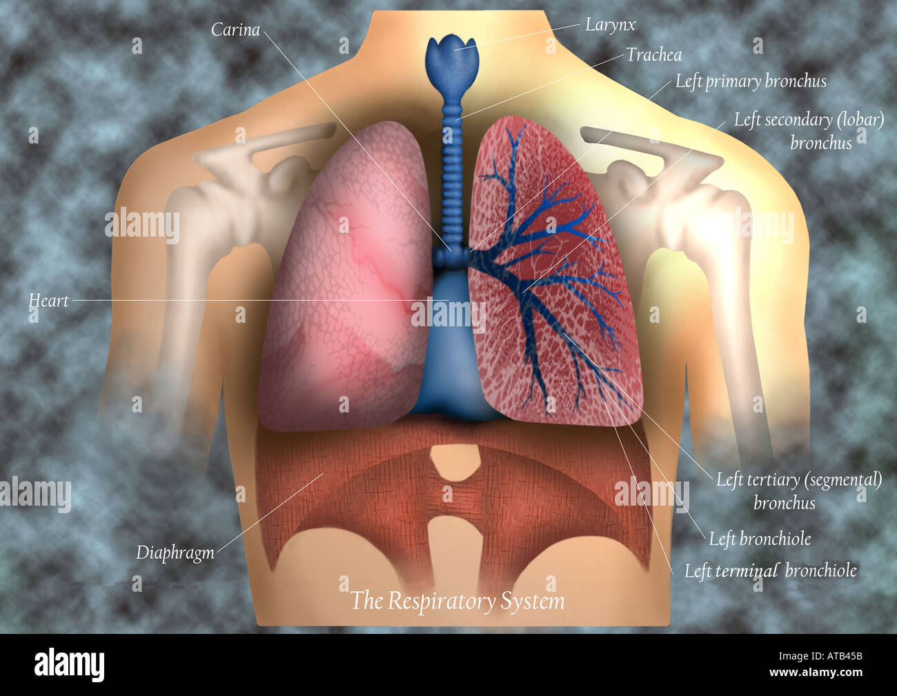 Illustration - respiratory system Stock Photo