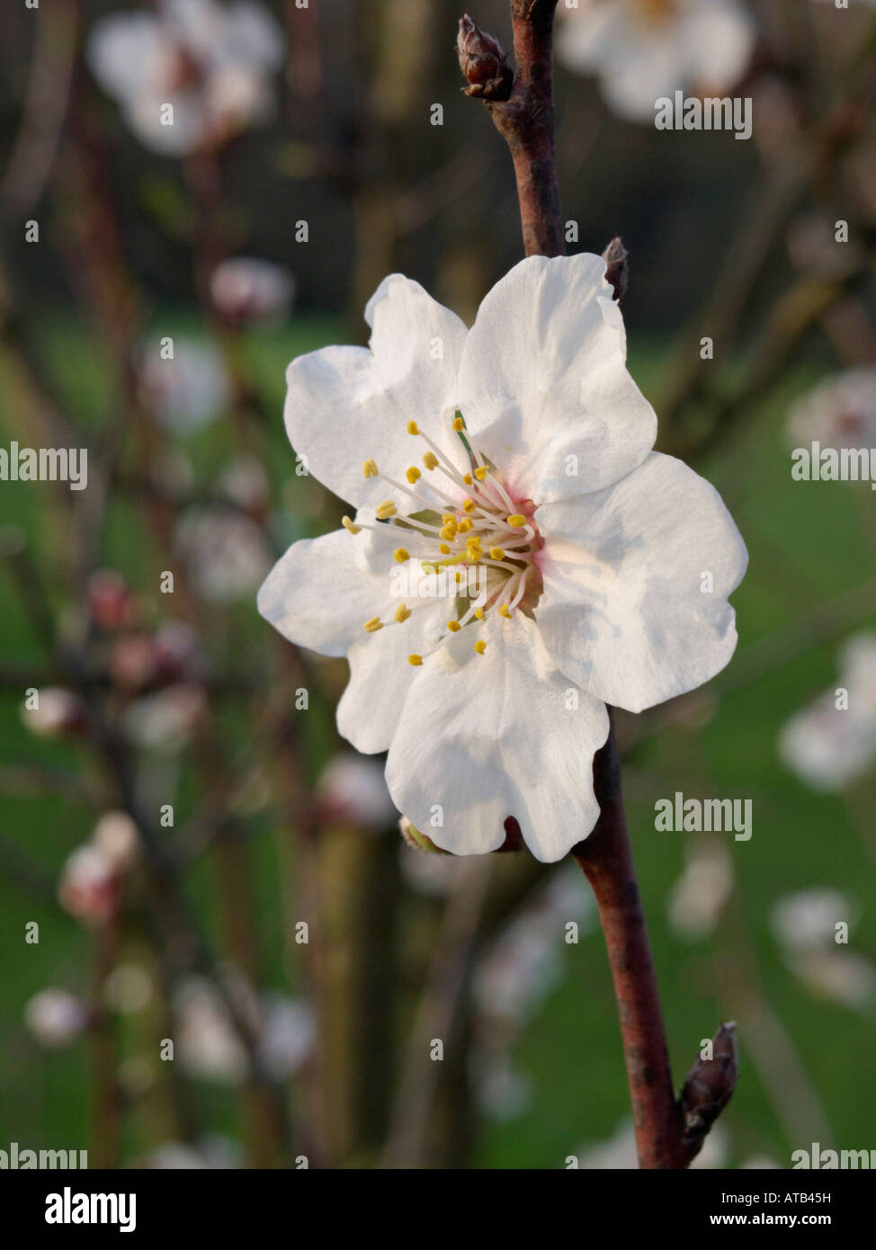 Almond (Prunus dulcis) Stock Photo